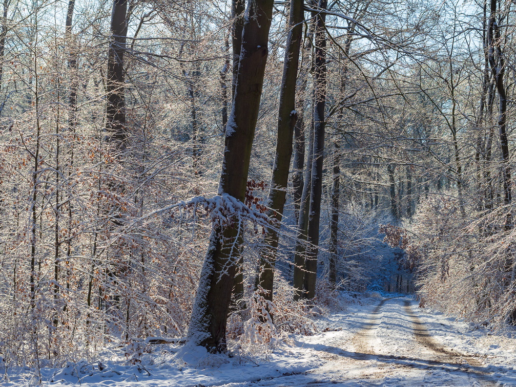 Winterspaziergang im Wald