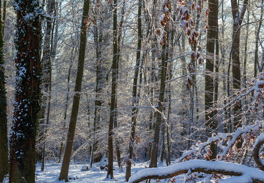 Winterspaziergang im Wald