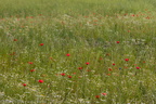 Wildblumenwiese -- Wildblumenwiese im Nationalen Naturmonument Ivenacker Eichen