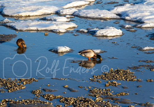 Schillig März 2013 #-27