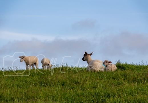 Sankt-Peter Ording Mai 2014 #-34
